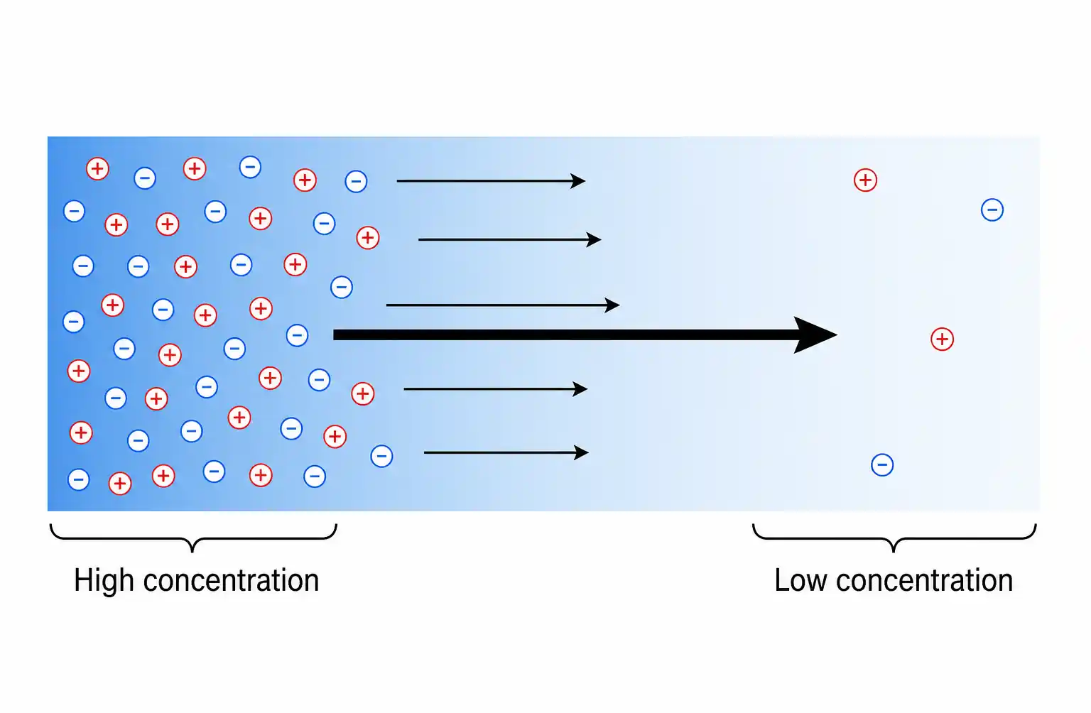 concentration-gradient-diffusion